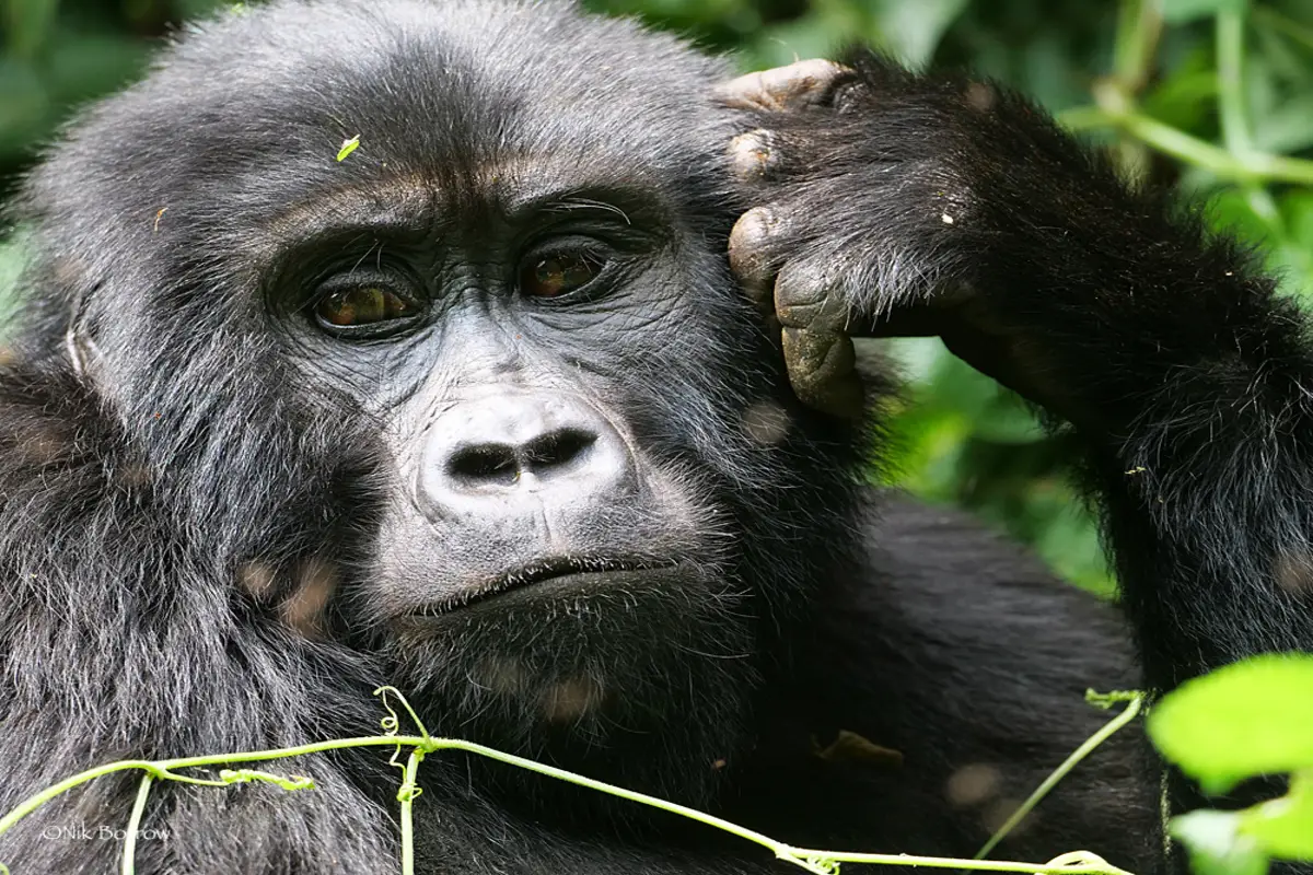 3 Days gorilla tracking in Uganda via kigali